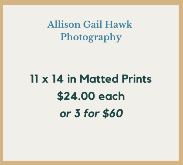 Gift guide 11x14 sale - Allison Hawk