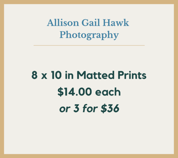 Gift guide 8x10 sale - Allison Hawk