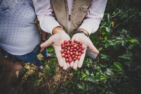 Progeny farmers